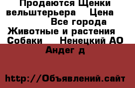 Продаются Щенки вельштерьера  › Цена ­ 27 000 - Все города Животные и растения » Собаки   . Ненецкий АО,Андег д.